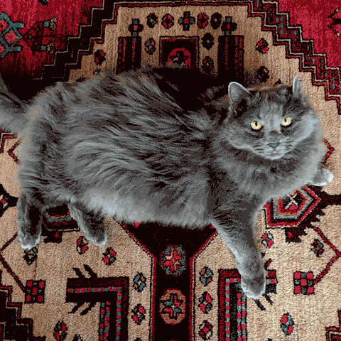 Fluffy grey cat Greyson, lounging on an ornate rug, looking up with curious eyes. The inspiration for Trek Light's Greyson Blanket.