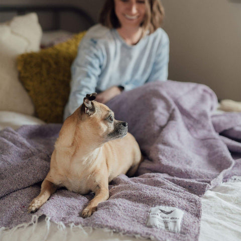 Cozy dog resting on a beautiful purple handwoven Sonoma Blanket, made from recycled clothing materials with a versatile design. By Trek Light.