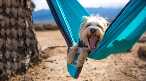 Happy dog lounging in a Trek Light hammock outdoors, with mountains in the background.
